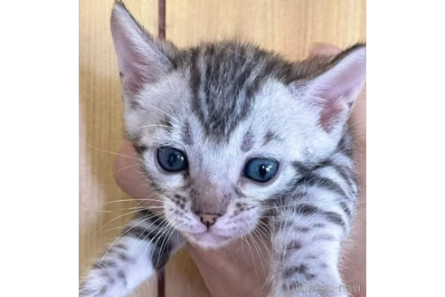 販売中の愛知県のその他の猫種-94272の1枚目